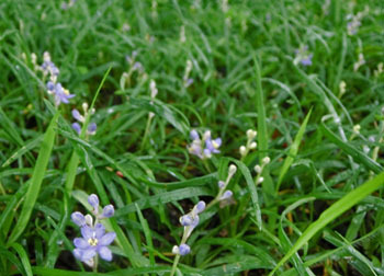 200902_h_yaburan1.jpg