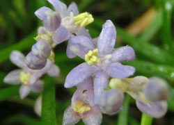 200902_h_yaburan3.jpg