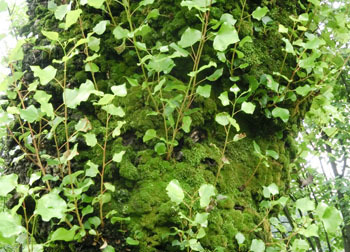 200902_k_poplar.jpg