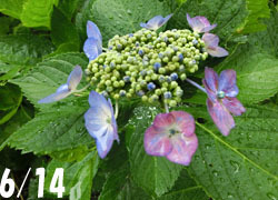 200903_s_ajisai01.jpg