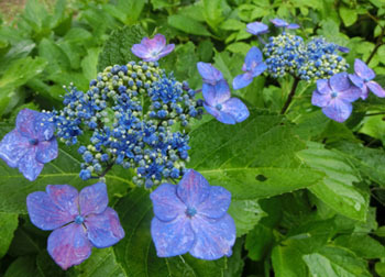 200903_s_ajisai02.jpg