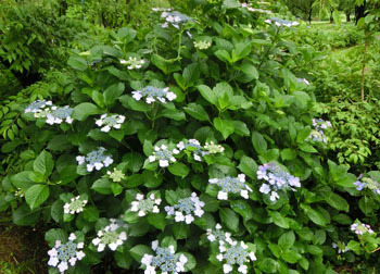 200903_s_ajisai09.jpg