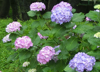 200903_s_ajisai13.jpg
