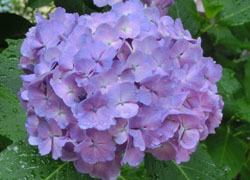 200903_s_ajisai14.jpg
