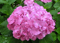 200903_s_ajisai16.jpg