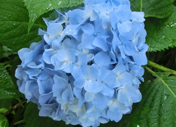 200903_s_ajisai17.jpg