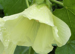 200903_tatiaoi1.jpg