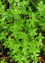 200903_y_mugura3.jpg