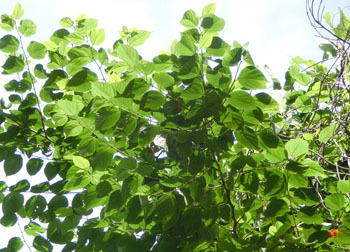 200904_himekozo01.jpg