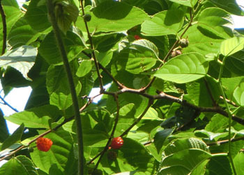 200904_himekozo04.jpg