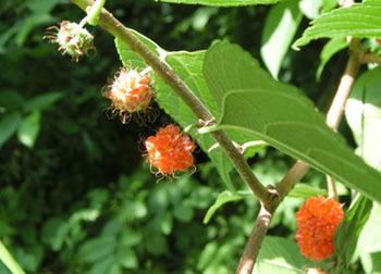 200904_himekozo10.jpg