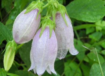 200906_horatu_b4.jpg