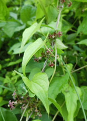 200906_o_kamome_d2.jpg