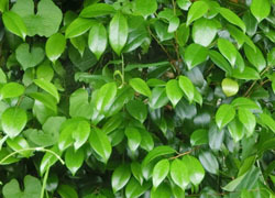 200906_tubaki1.jpg