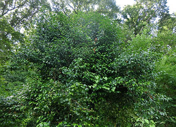 200906_tubaki2.jpg
