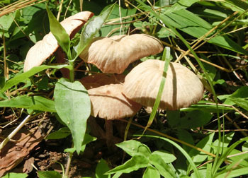 200907_kinoko3.jpg