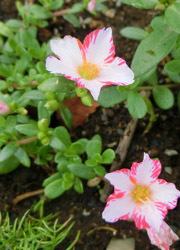 200913_portulaca2.jpg