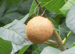200914_b_totinoki2.jpg