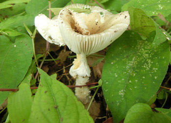 200915_kinoko5.jpg