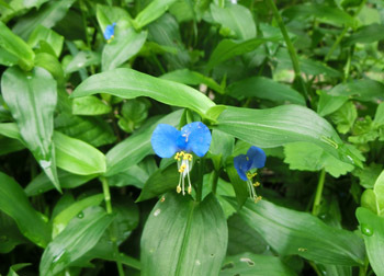 200915_tuyukusa1.jpg