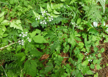 200915_yabujirami1.jpg