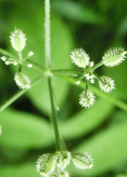 200915_yabujirami3.jpg