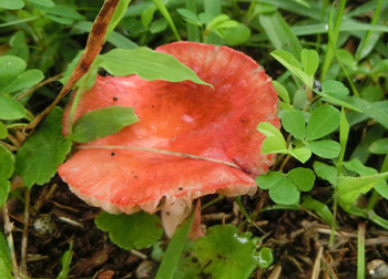 200918_kinoko.jpg