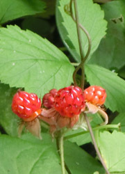 200918_nawasiro_i3.jpg