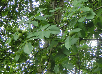 200918_teuti_g4.jpg