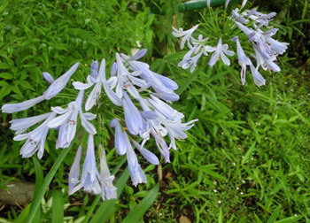 200920_agapanthus.jpg