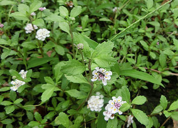 200920_h_iwadare_s2.jpg