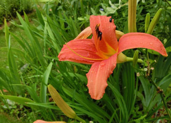200920_hemerocallis.jpg