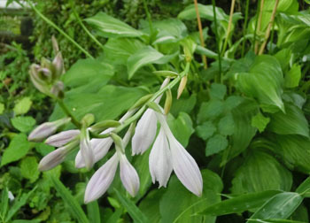 200920_hosta3.jpg