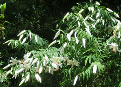 200925_yamayuri04.jpg