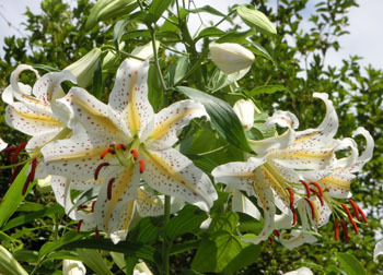200925_yamayuri13.jpg