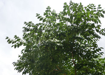 200927_taranoki1.jpg