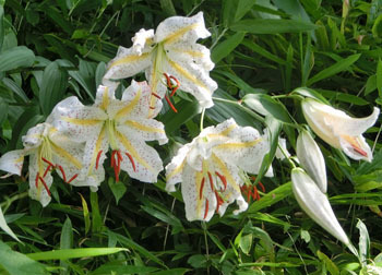 200927_yamayuri3.jpg
