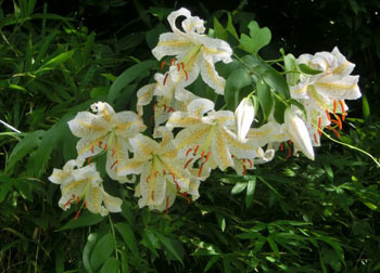 200927_yamayuri4.jpg