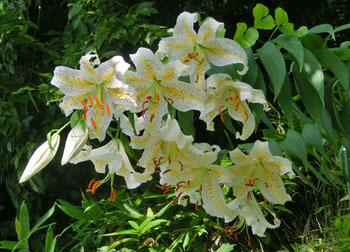 200927_yamayuri5.jpg