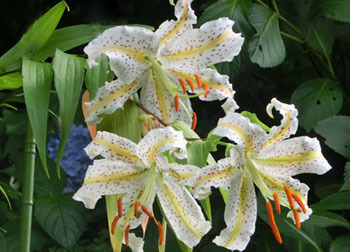 200927_yamayuri6.jpg