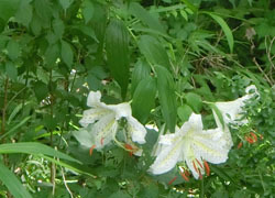 200927_yamayuri8.jpg