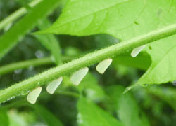 200930_a_hagoromo.jpg
