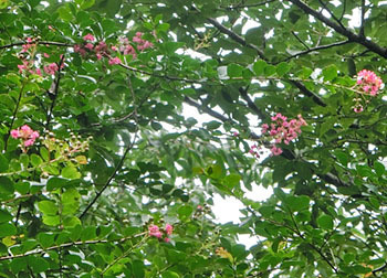 201004_sarusuberi.jpg