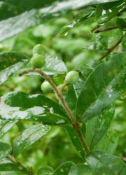 201005_ibotanoki2.jpg