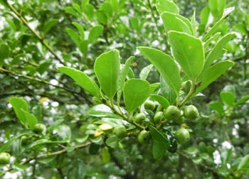 201005_inutuge.jpg