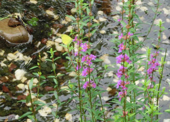 201005_misohagi2.jpg