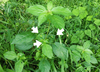 201012_enoki_g1.jpg