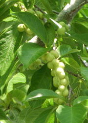 201012_kobusi1.jpg