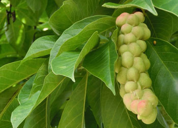 201012_kobusi3.jpg