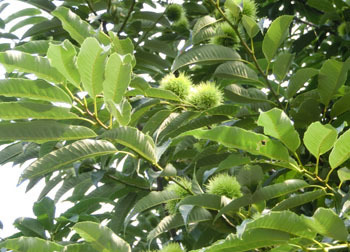 201012_kuri2.jpg